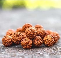 Rudraksha Collection